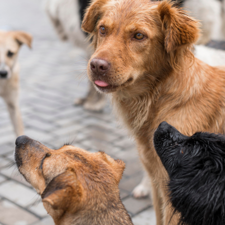 lots-cute-rescue-dogs-shelter-waiting-be-adopted 1
