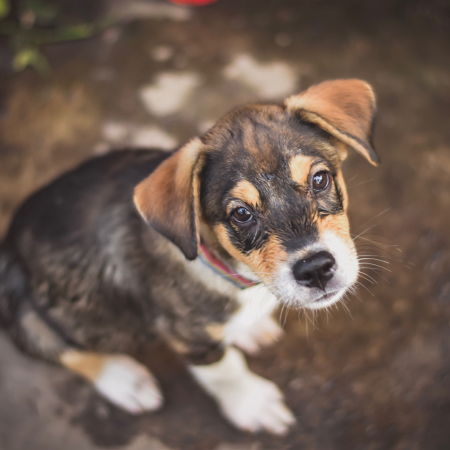 portrait-dog 1
