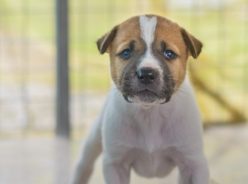 portrait-puppy-standing-floor 1