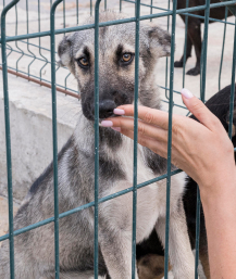 cute-dogs-fence-waiting-be-adopted