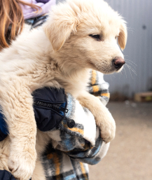 homeless-dog-street-old-city-homeless-animal-problem