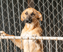 portrait-dog-looking-through-chainlink-fence